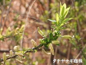 タチヤナギ雄株