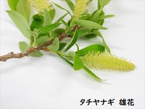 タチヤナギ雄花
