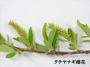 タチヤナギ雌花