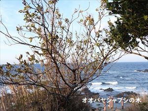 オオバヤシャブシ