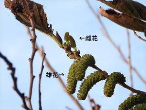 オオバヤシャブシの雄花と雌花