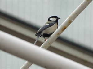ガレリアのシジュウカラ