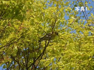 ケヤキにとまるマヒワ