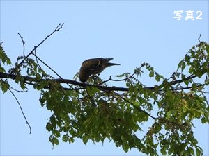 ケヤキにとまるマヒワ2
