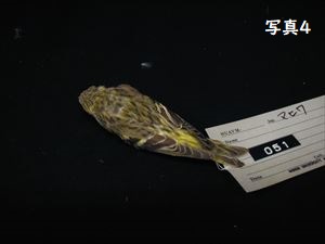 マヒワ(仮剥製)2