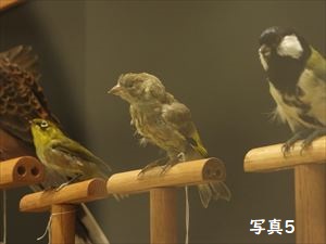 カワラヒワ(本剥製)