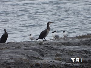 頭が黒い鳥たち