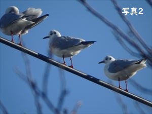 ユリカモメ