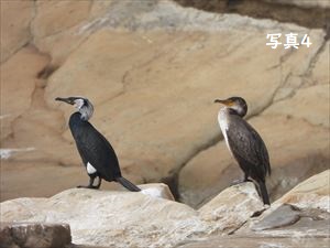 4月ごろのウミウ