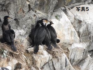 6月のウミウ