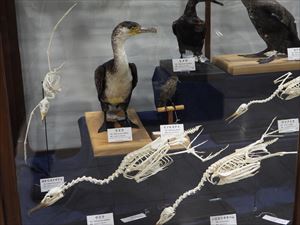 ウミウ(若い個体)