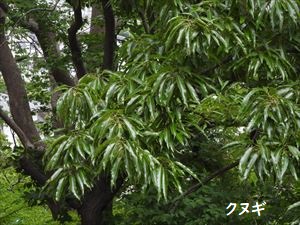 クヌギ