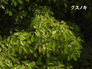 クスノキ