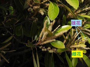 マテバシイの花