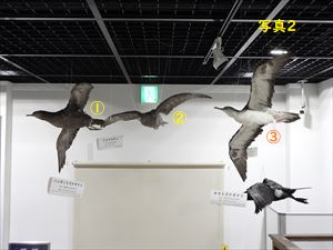 展示中の3種のミズナギドリ類