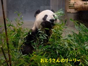 おとうさんのリーリー