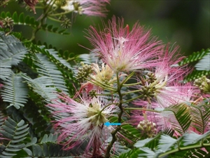 ネムノキの花(青矢印が花弁)