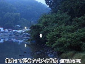 集まって眠るツバメの若鳥(白矢印の先)