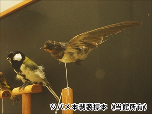 ツバメ本剥製標本(当館所有)