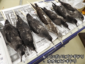 ミズナギドリ仮剥製標本