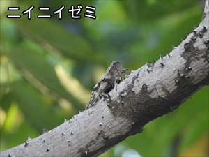 ニイニイゼミ