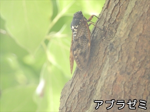 アブラゼミ
