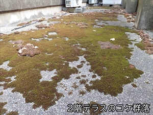 コケ群落