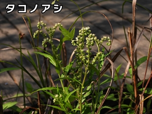 タコノアシ