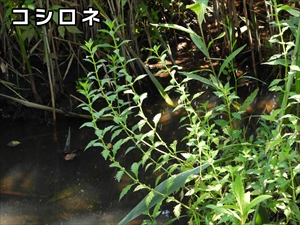 コシロネ