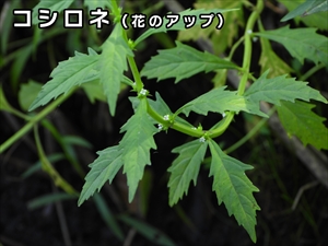 コシロネ（花アップ）