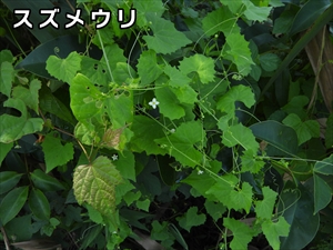 スズメウリ