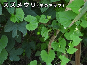 スズメウリ（実アップ）