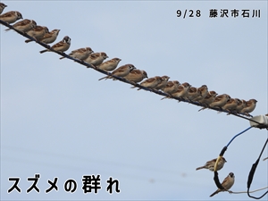 スズメの群れ