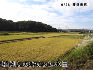 稲刈りの始まった水田