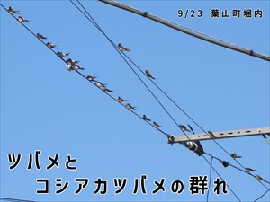 ツバメとコシアカツバメの群れ