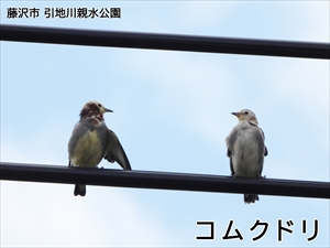 コムクドリ