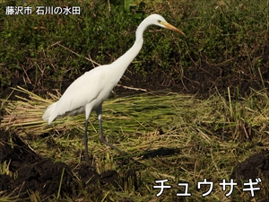 チュウサギ