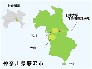 神奈川県藤沢市