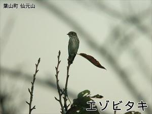 エゾビタキ