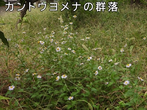 カントウヨメナの群落
