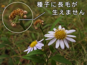 種子に長毛は生えません