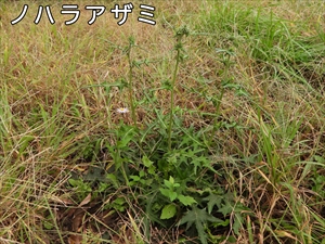 ノハラアザミ