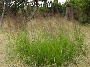 トダシバの群落