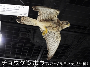 チョウゲンボウ