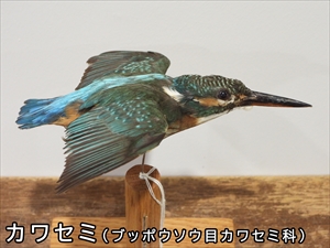 カワセミ