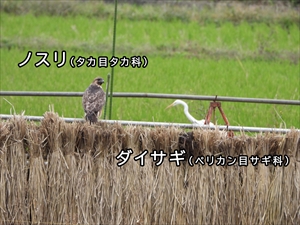 ノスリとダイサギ
