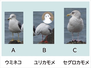 カモメ比較