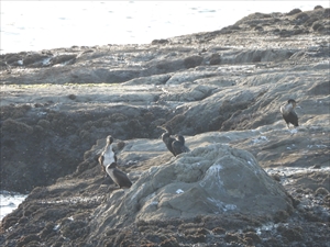 リラックスした海鳥