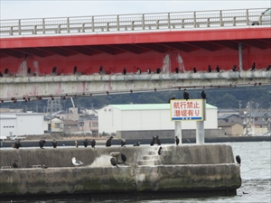 漁港のウ