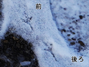 足跡拡大